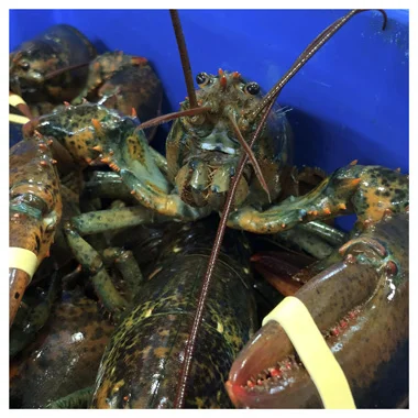 Wholesale Price Top Quality Delicious and Healthy Seafood Whole Raw Frozen Spiny Lobster for Bulk Purchase