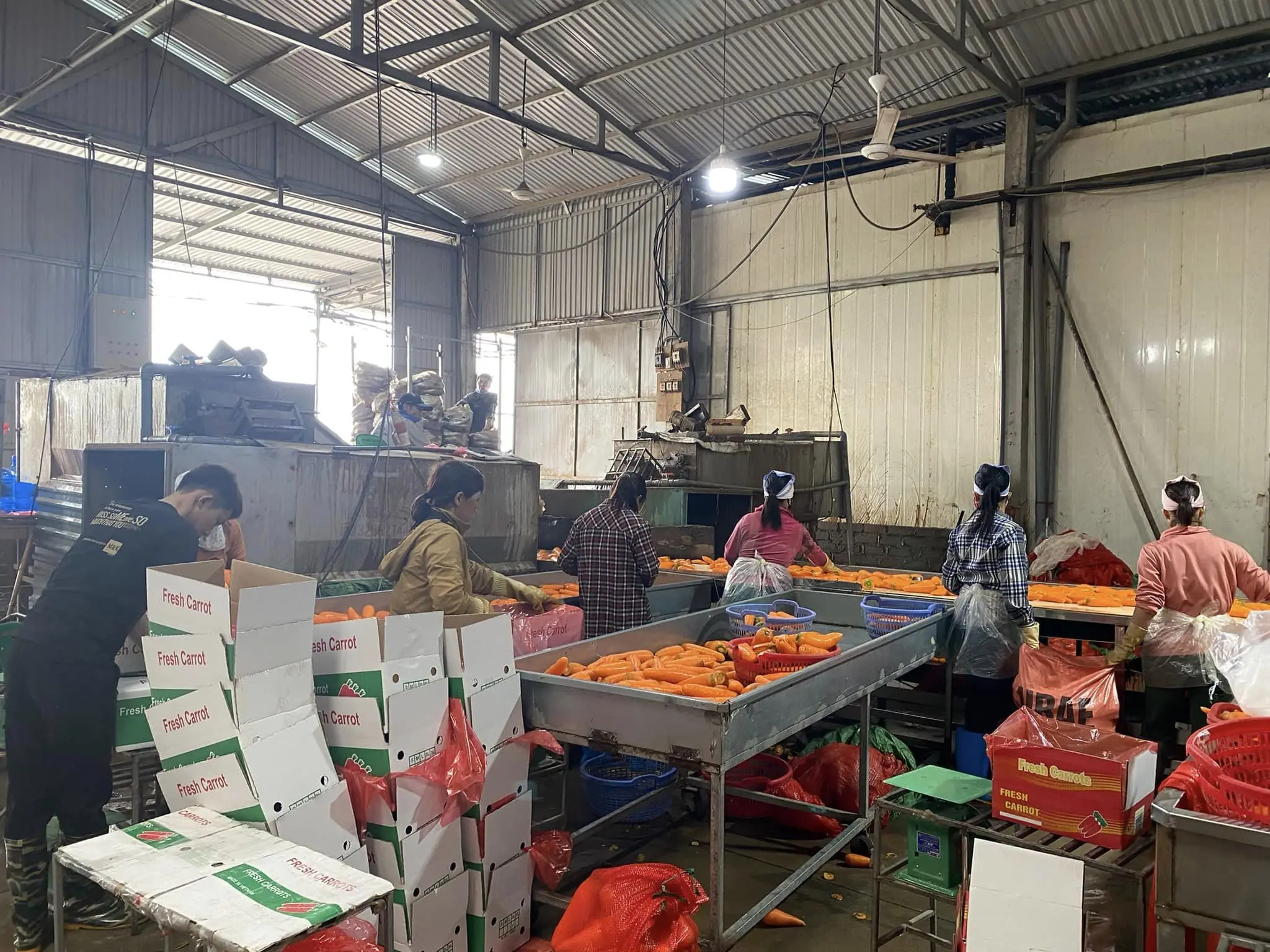 Свежие овощи, новый урожай, оптовая цена, свежие моркови, органическое происхождение вьетнам