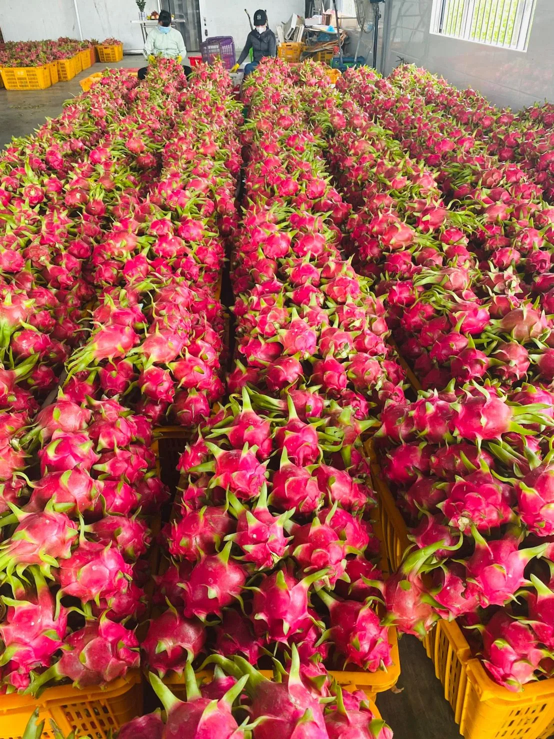 Производитель дракона фруктов-фрукты дракона высшего качества