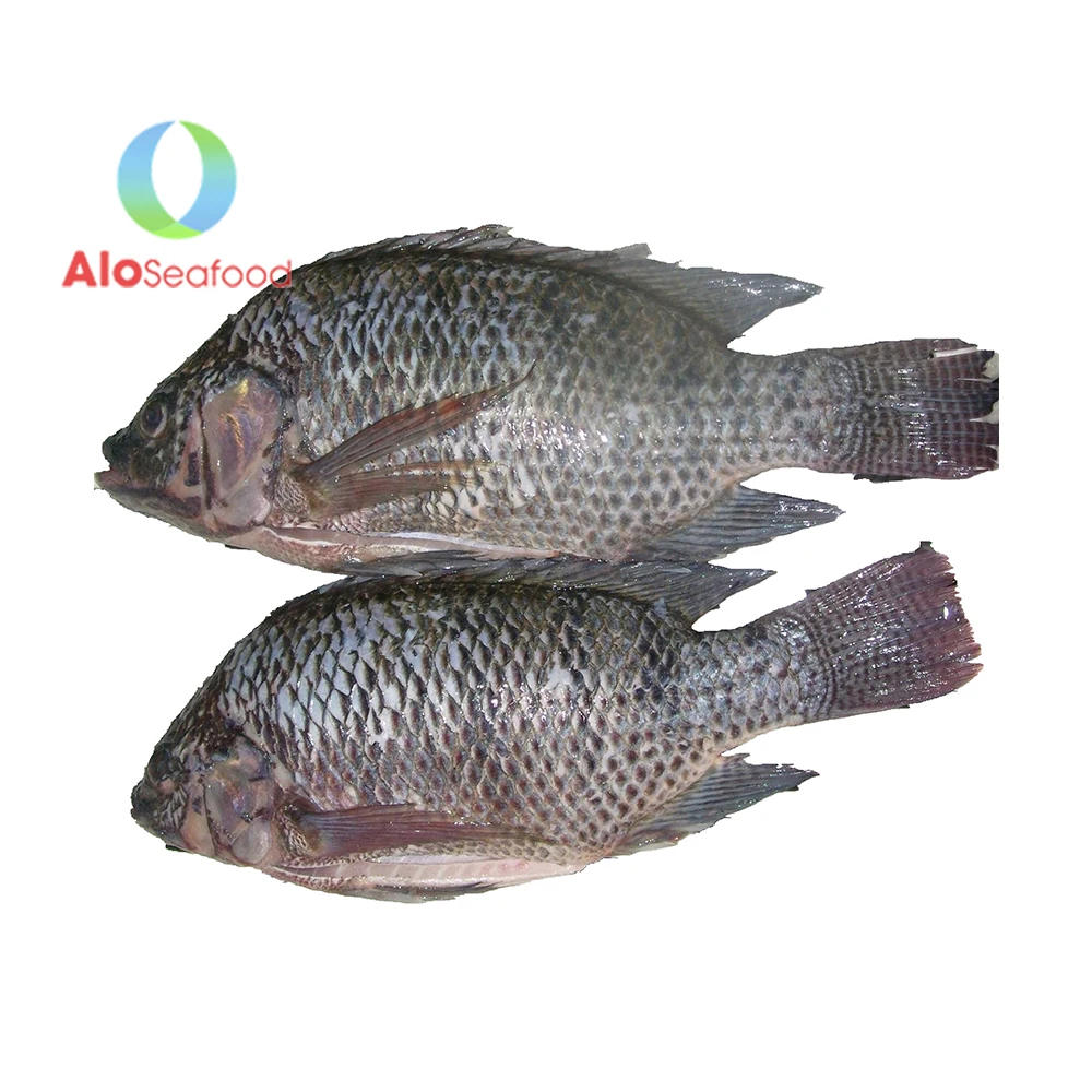 Wholesale Price Vietnam Tilapia Fish Delicious Fresh Frozen Black Tilapia