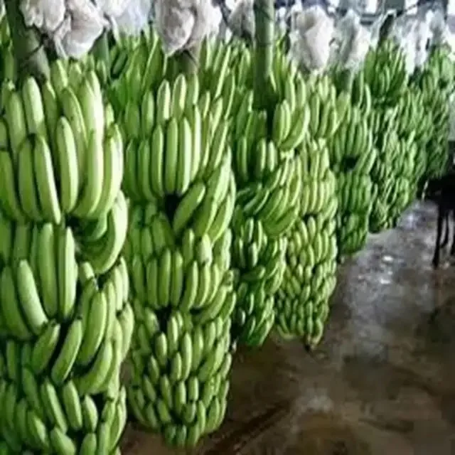 Fresh Banana Cultivated Green & Yellow Banana With Factory Price Originated From South America
