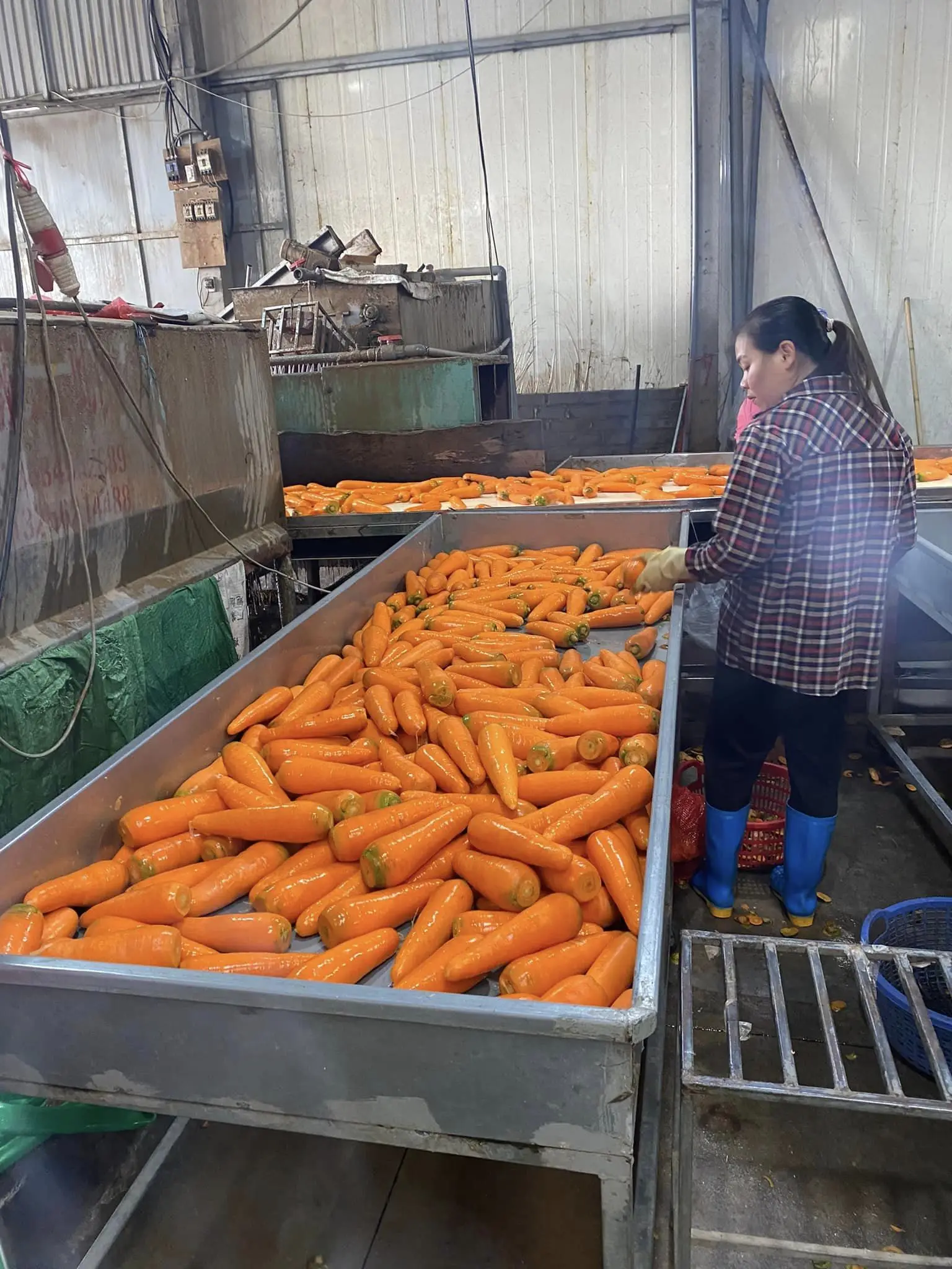 Свежие овощи, новый урожай, оптовая цена, свежие моркови, органическое происхождение вьетнам