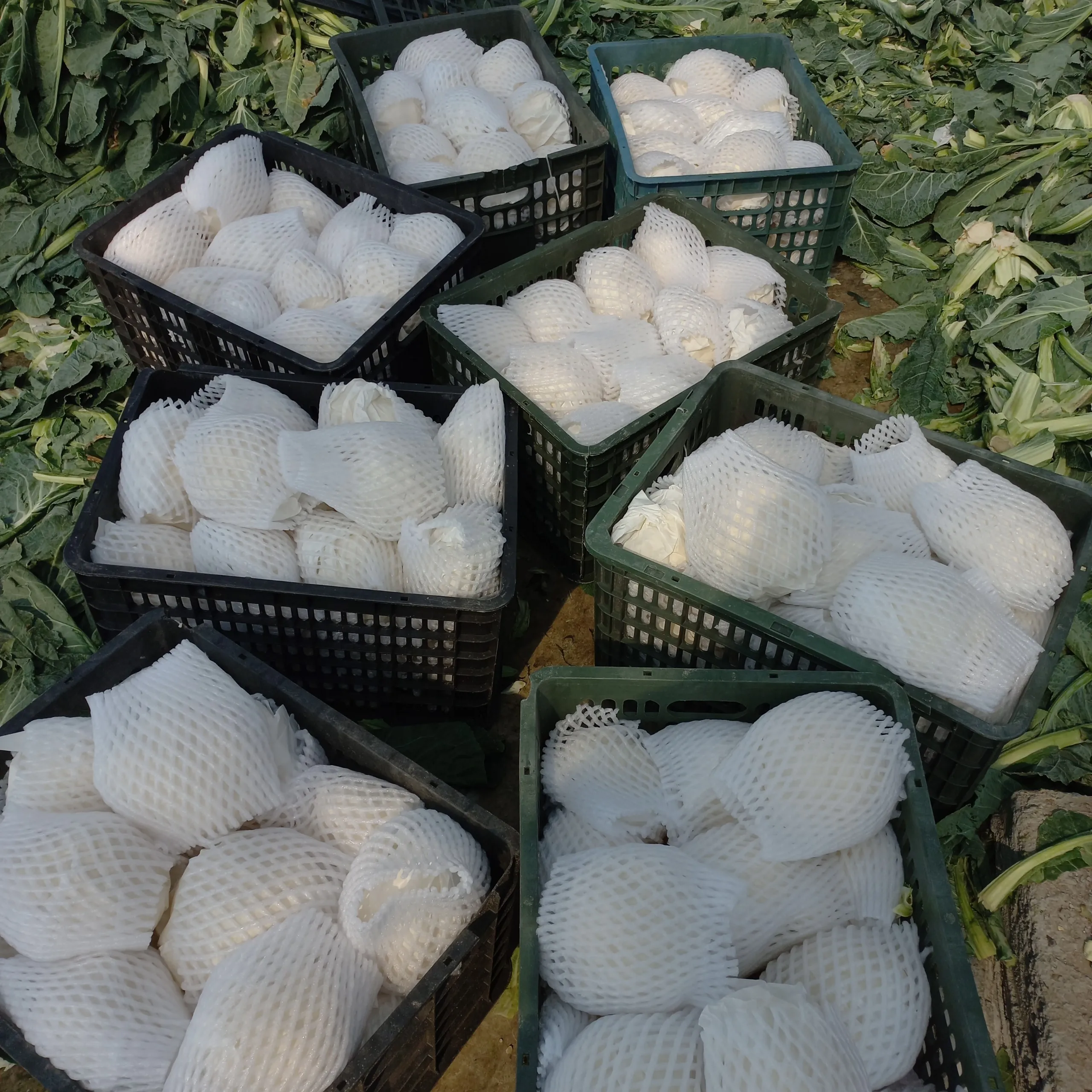 Fresh Cauliflower Export Quality Green Farmed Vietnamese White Color Sweet Style GAP 500 to 800 gram