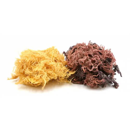 100% органический морской мох упакованный по запросу низким ценам