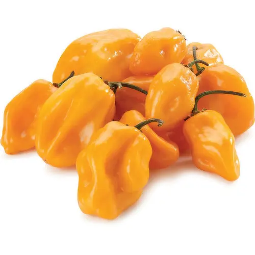 High Quality Fresh Habanero and Green Pepper from Leading SupplierFor Export