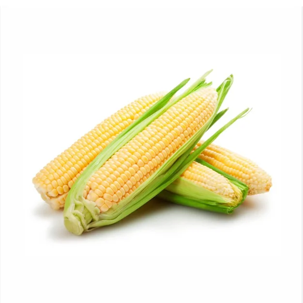 In Stock Fresh Organic Yellow Corn Maize Best Price Buy Bulk 50 kg Sweet Corn Seed Fast Delivery Available Now