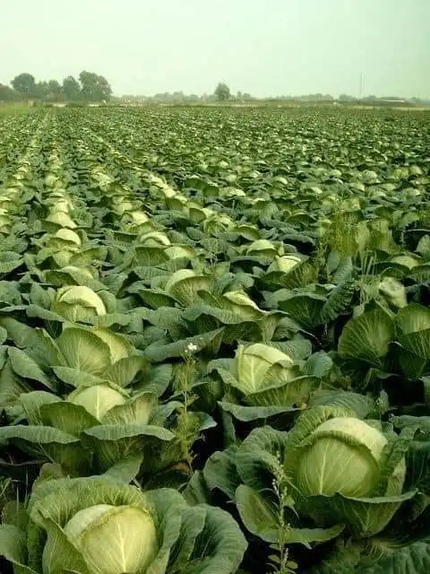 Hot Sale - Fresh Round Cabbage with high quality - High Quality Natural Cabbage made in Vietnam 2023