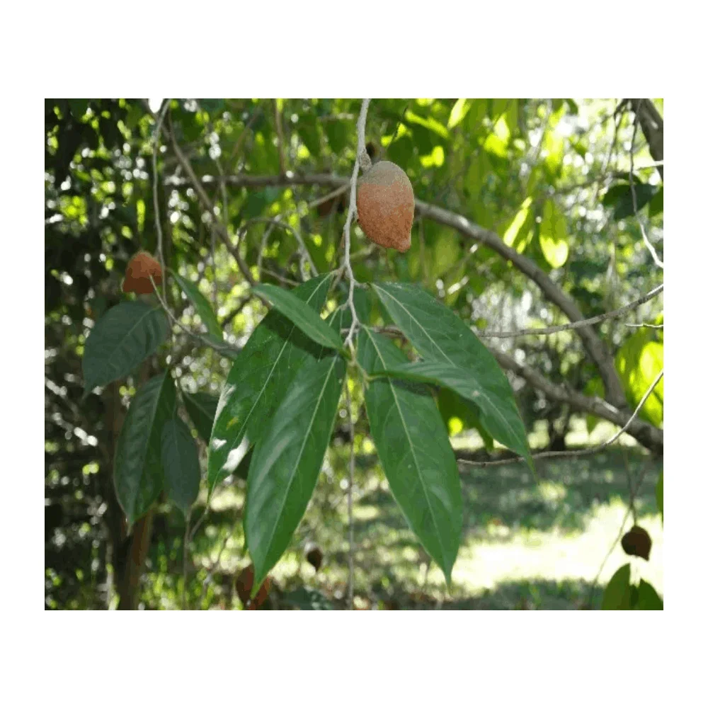 Private Label Oem / Odm Exporter of Low Price Sale Chaulmogra Oil From Indian Supplier