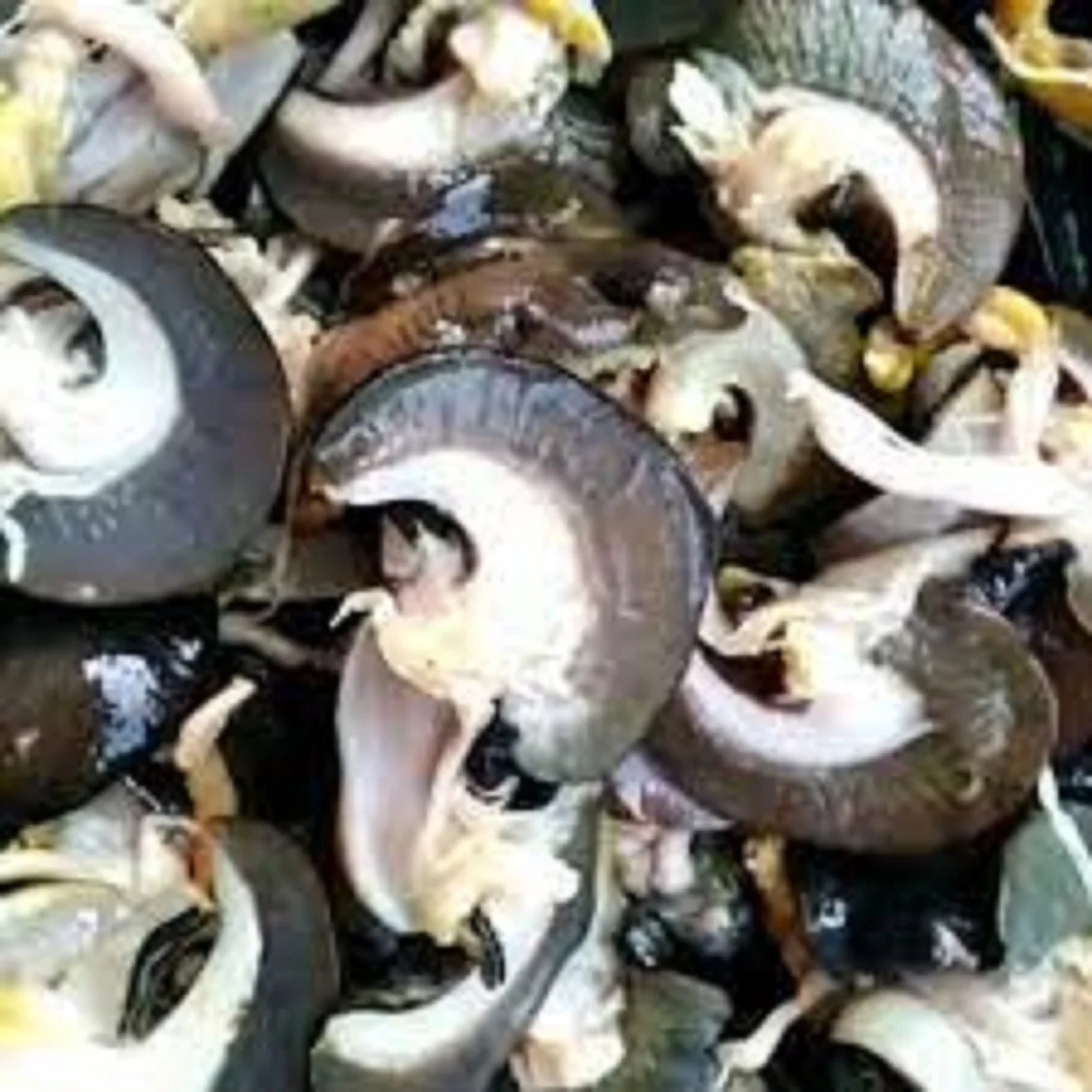 frozen snail meat6.jpg