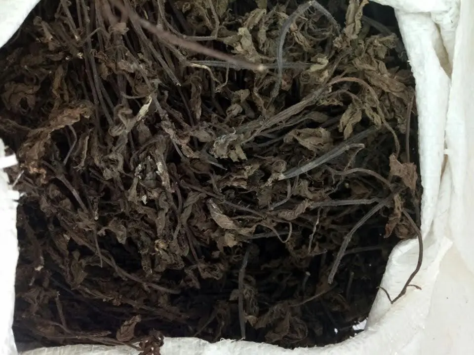 Оптовая продажа листья Gui Ling Gao/ Cincau Hitam для приготовления желе из черной травы травяной пудинг Вьетнама