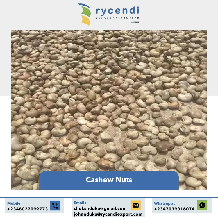 Export Quality Best Selling Premium Quality Original Flavor Good Taste Raw Dried Cashew Nuts at Reasonable Price