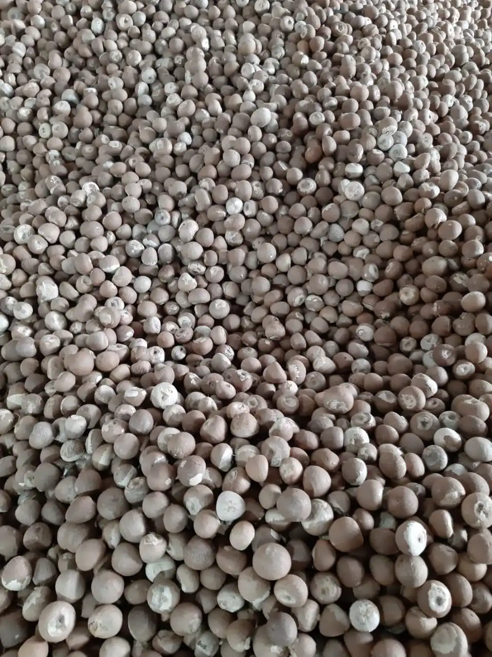 Wholesale Cheap Price 100% High Quality Pinang Raw Bettel Dried Indonesia Betel Nuts Areca Nut From Indonesia