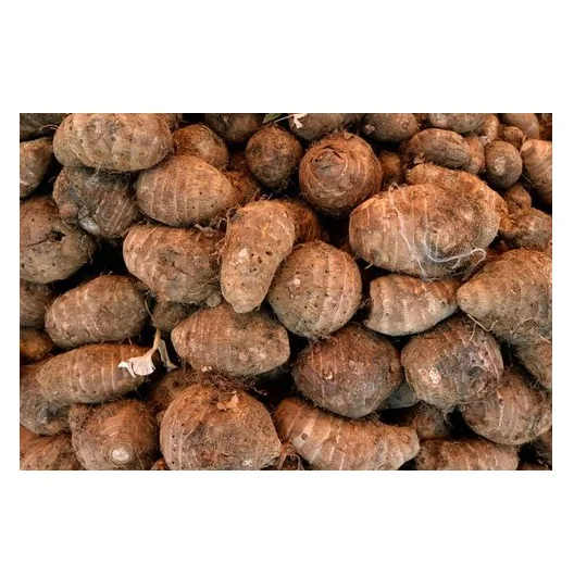 Wholesale fresh taro export fresh packed taro