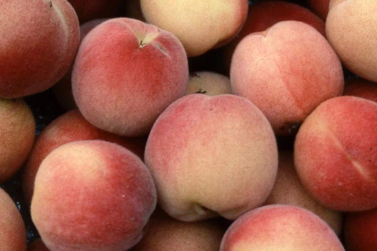Fresh peaches natural fruits no chemicals product of Uzbekistan great quality peaches