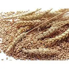 High Quality Natural Whole Wheat Grain Dried Style