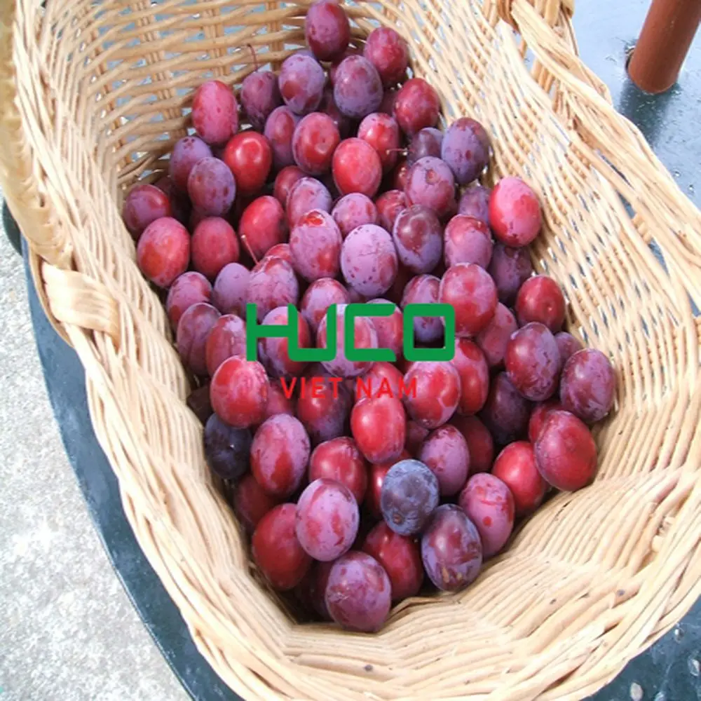 Vietnam Fresh Plums Cheap Price Red shell Fresh Fruit 2022
