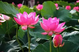 BEST PRICE FOR CONSUMER !!! BEST EXPORT COMPETITIVE PRICE FOR LOTUS FLOWER PRODUCT IN 2022