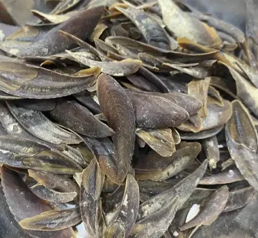 Premium Murex Operculum Perfume Extract Operculum Murex Hot Selling 2024 Operculum From Blue Lotus Vietnam