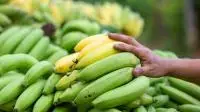 Fresh-Banana (6).jpg