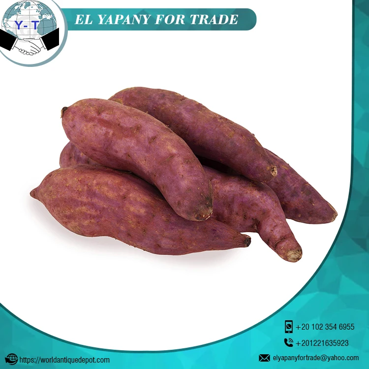 New Crop Best Quality Natural Vegetables Delicious Taste Crop Sweet Potato