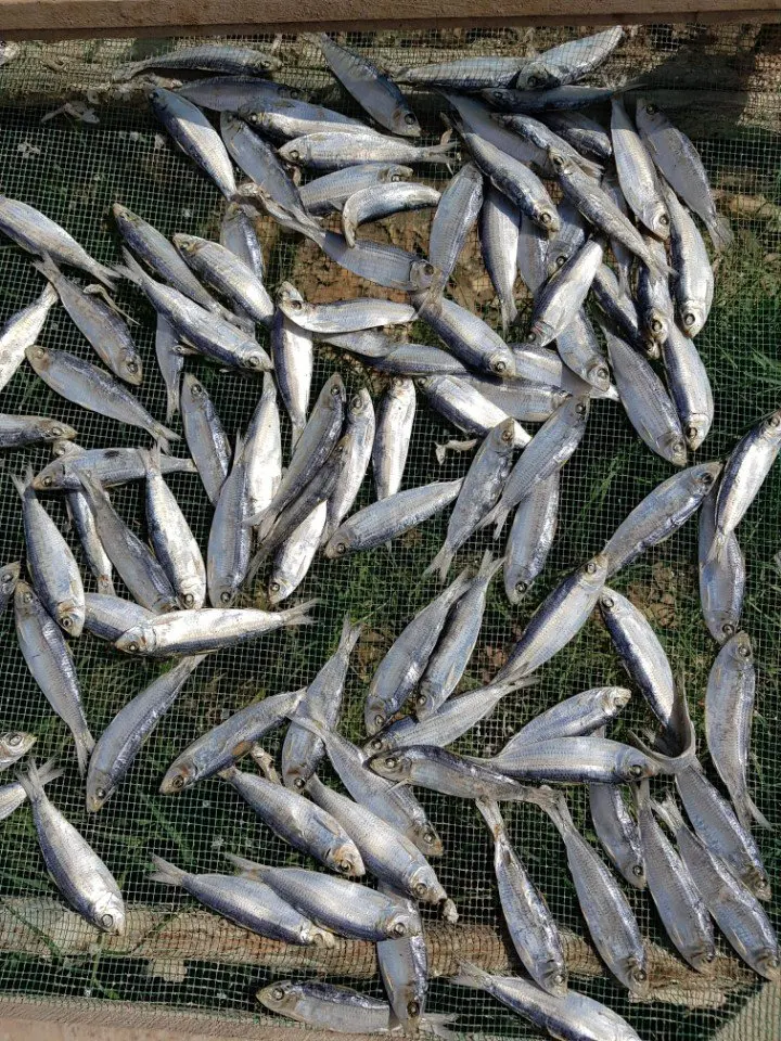 DRY FISH 100% NATURAL DRIED HERRING FISH FOR COOKING- WHOLESALE BEST PRICE DRIED HERRING FISH FROM VIETNAM