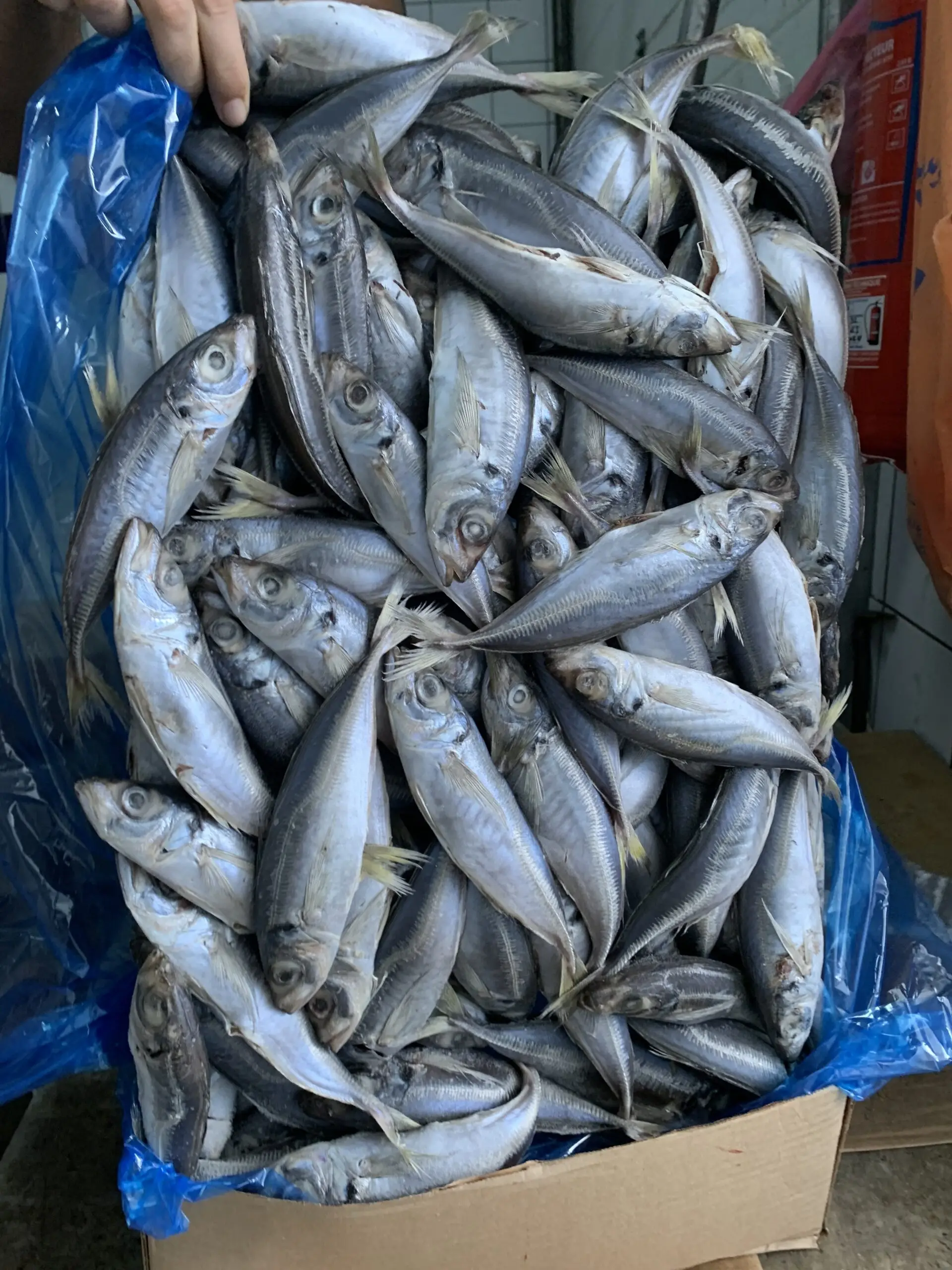 Frozen Fresh Mackerel Pacific Mackerel Fish