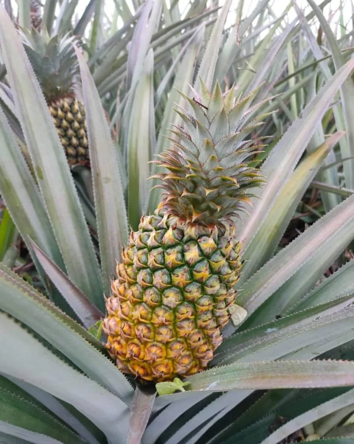 natural Be fresh -Fresh Pineapple