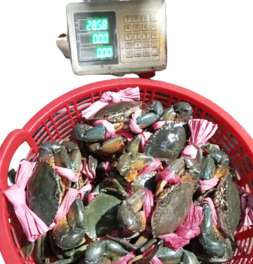 Taste Mud Crab/ Available Export To Singapore