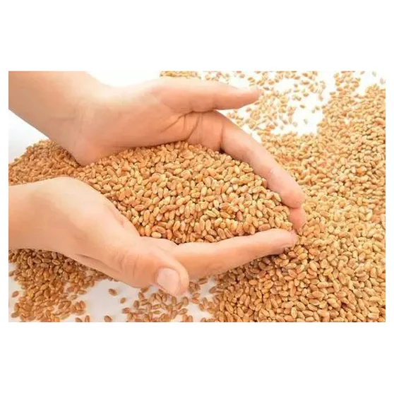 High Quality Wheat For Milling And Human And Animal Wholesale Supplier Organic Whole Wheat Grain For Sale In Reasonable Price