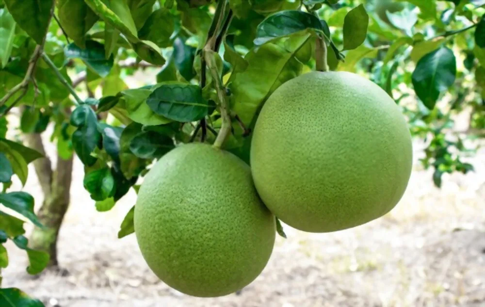 Pomelo Manufacture- Top 1 Fruit Exporter- V.A.F Vietnamese Agriculture Food Company