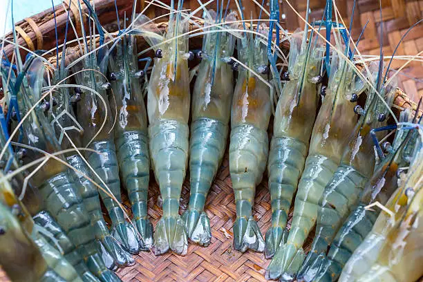 Shrimp Frozen  KOSHER Bulk Style TIME Good Packing Packaging Weight Shelf Headless Origin Latin Type Life Quality BRC