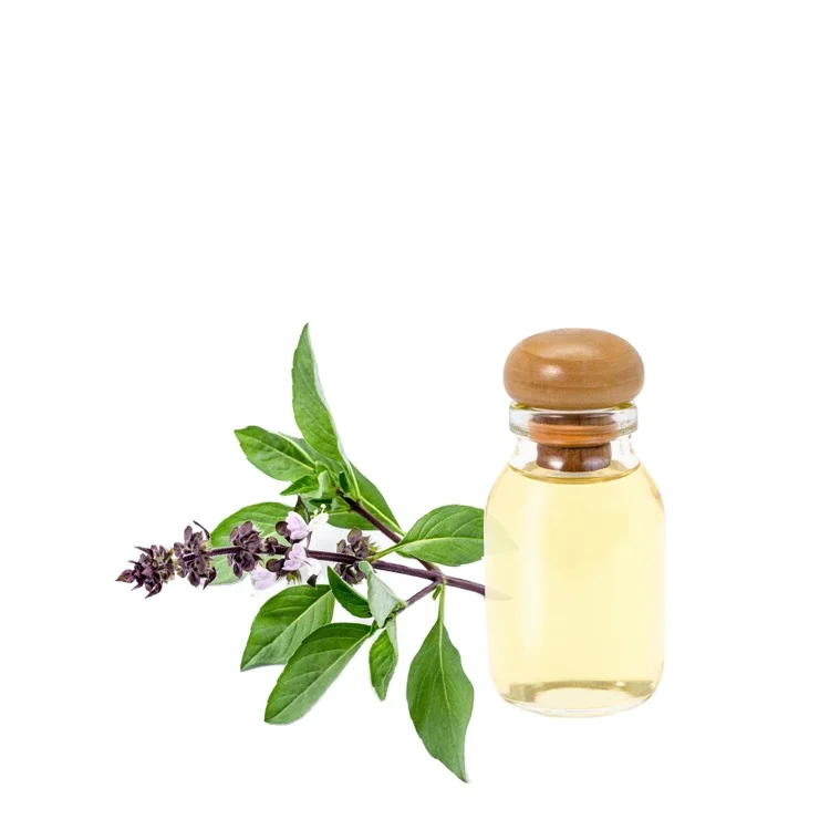 Fresh And Earthy Tulsi Fragrance Oil At Bulk Price | Get Sweet And Woodsy Holy Basil Perfume Oil At Wholesale Rates