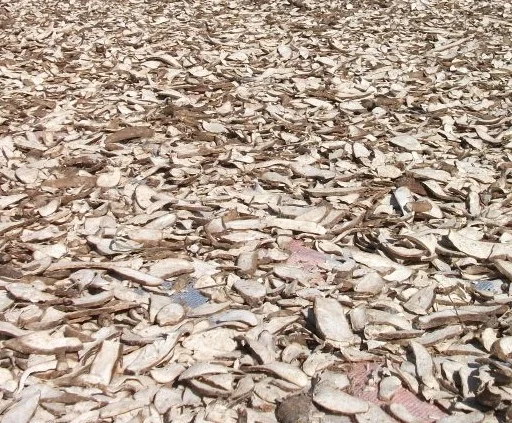 Vietnamese Tapioca Chip Feeding Animal Cassava Chips -  Cassava Chip export to china FREE TAXES