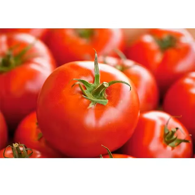 fresh sweet Thai red tomatoes for sale red style packaging seeds red hybrid tomato seed new year  crop