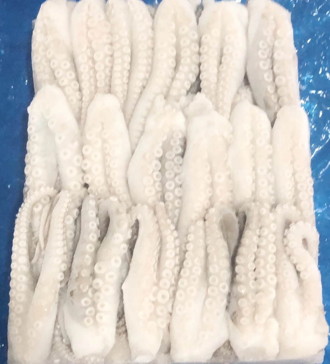 Frozen Octopus.jpg