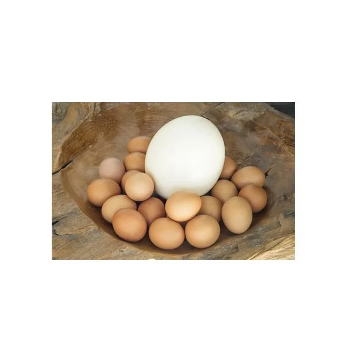 Chicken Eggs Ostrich Eggs, Chicken Eggs, Eggs Fresh Table Eggs Brown And White