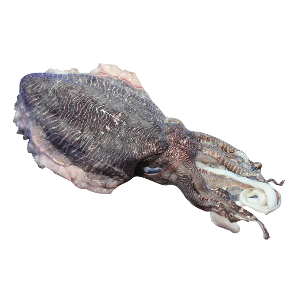 Best Dried Cuttlefish Bone Made In Vietnam High Quality Supplier 100% Natural Wholesale Seafood Dried Cuttlefish Bones