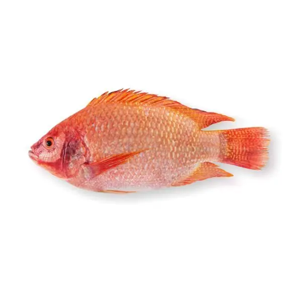 Quality New Season red tilapia fish Whole Round Frozen red Tilapia