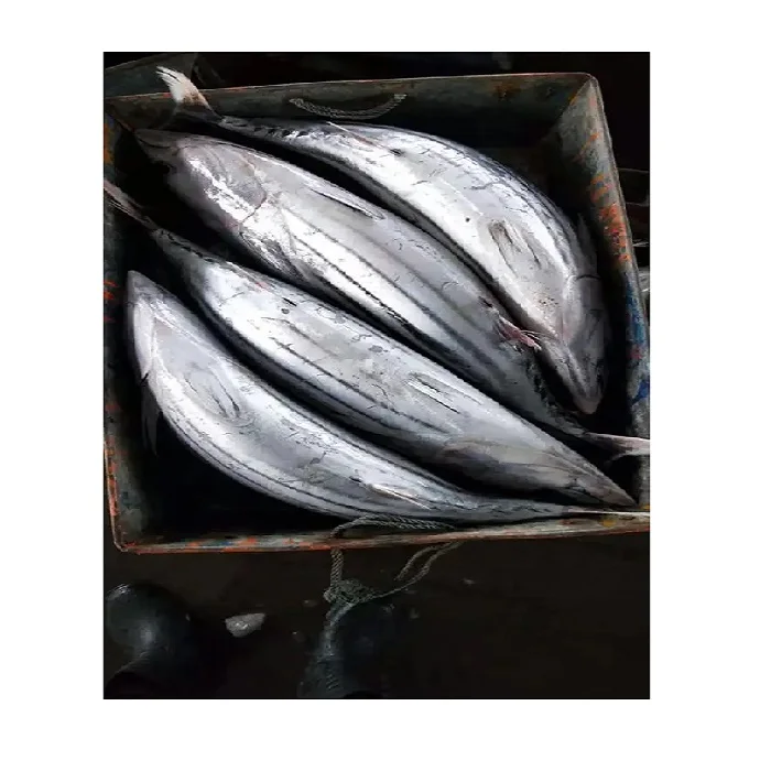 Good Price Frozen Skipjack Tuna For Can