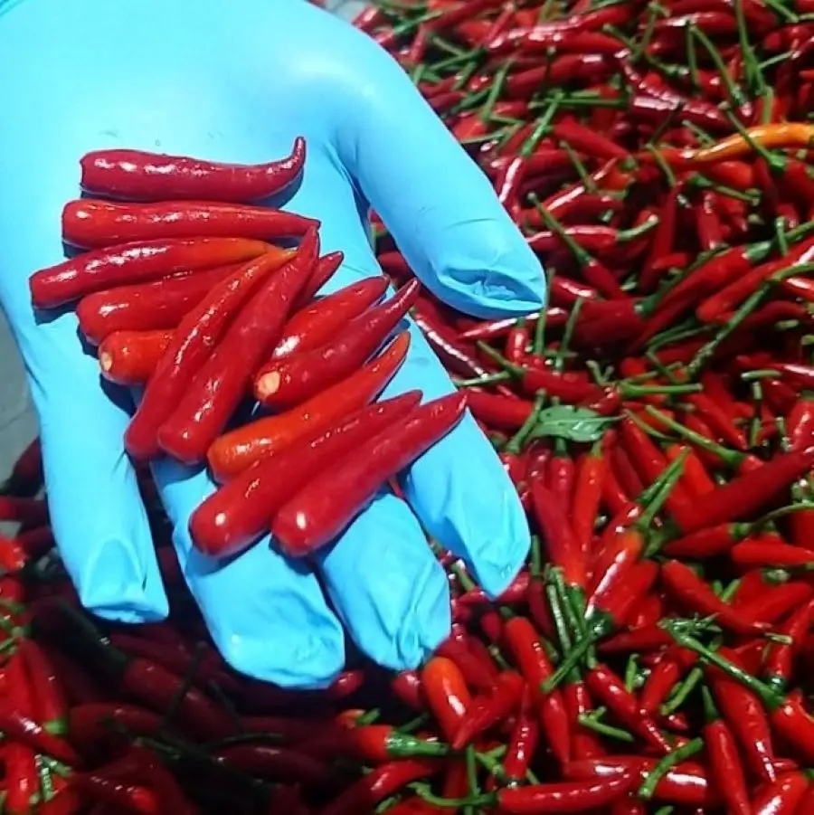 Fresh Red Chili Vietnam Manufacturer Cheapest Price Fresh Chili Pepper High Quality Fresh Red Chili Top Suppliers