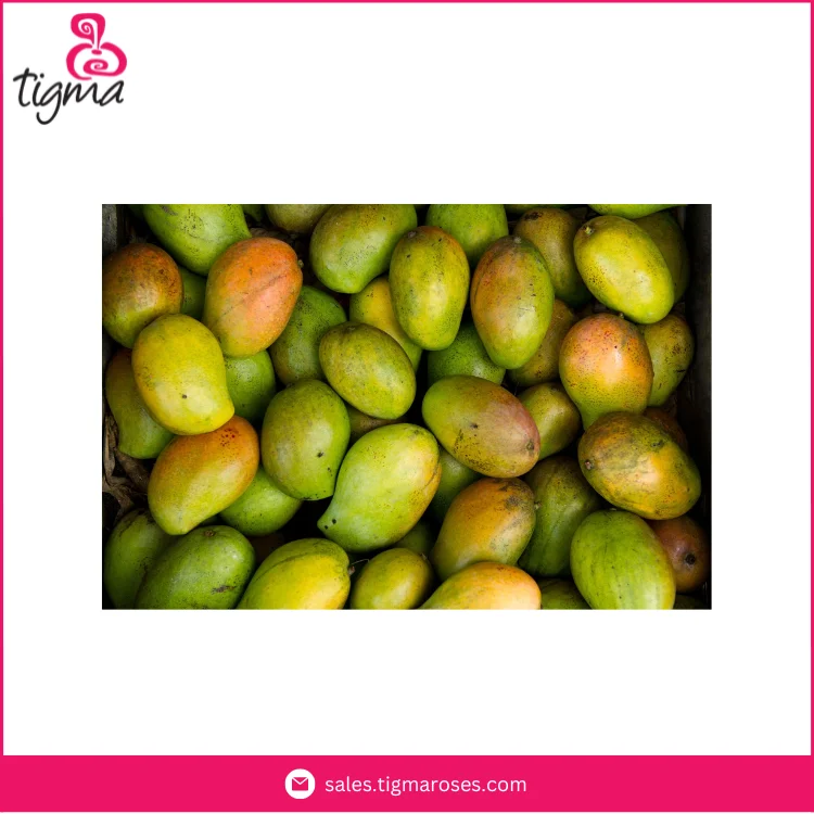 Поставщик высококачественных сладких вкусных манго Кент по лучшей цене от Эквадор