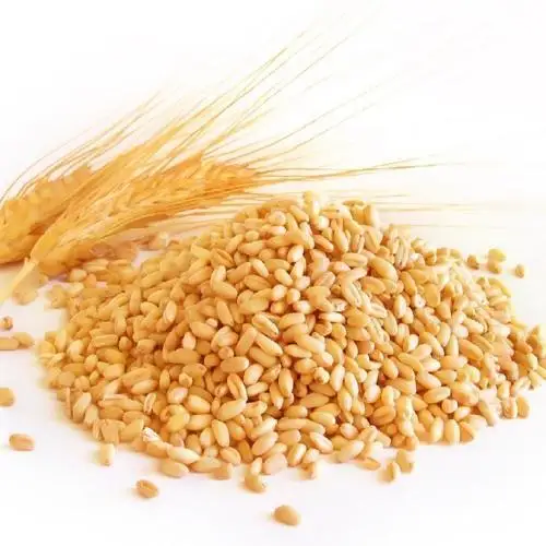 Cheap Price Wheat grain seed White Soft and Hard Wheat Grains for Sale