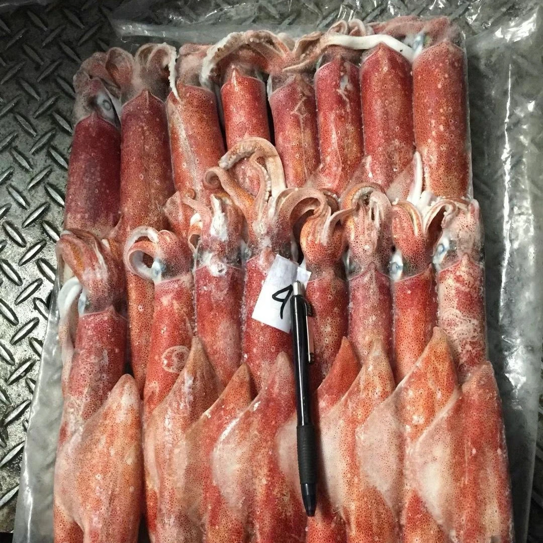 frozen illex squid whole round Chinese Loligo Squid frozen illex squid for sale