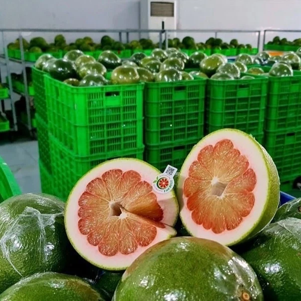 Pomelo Manufacture- Top 1 Fruit Exporter- V.A.F Vietnamese Agriculture Food Company
