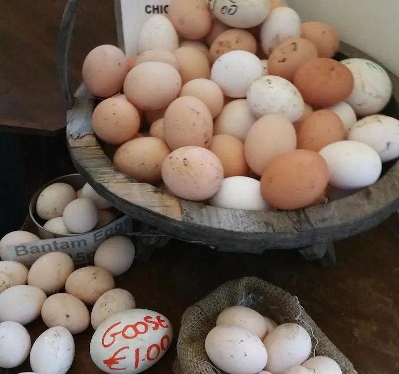 Лучшее качество Органические свежие куриные столовые яйца коричневые/белые на экспорт/плодородные гусиные