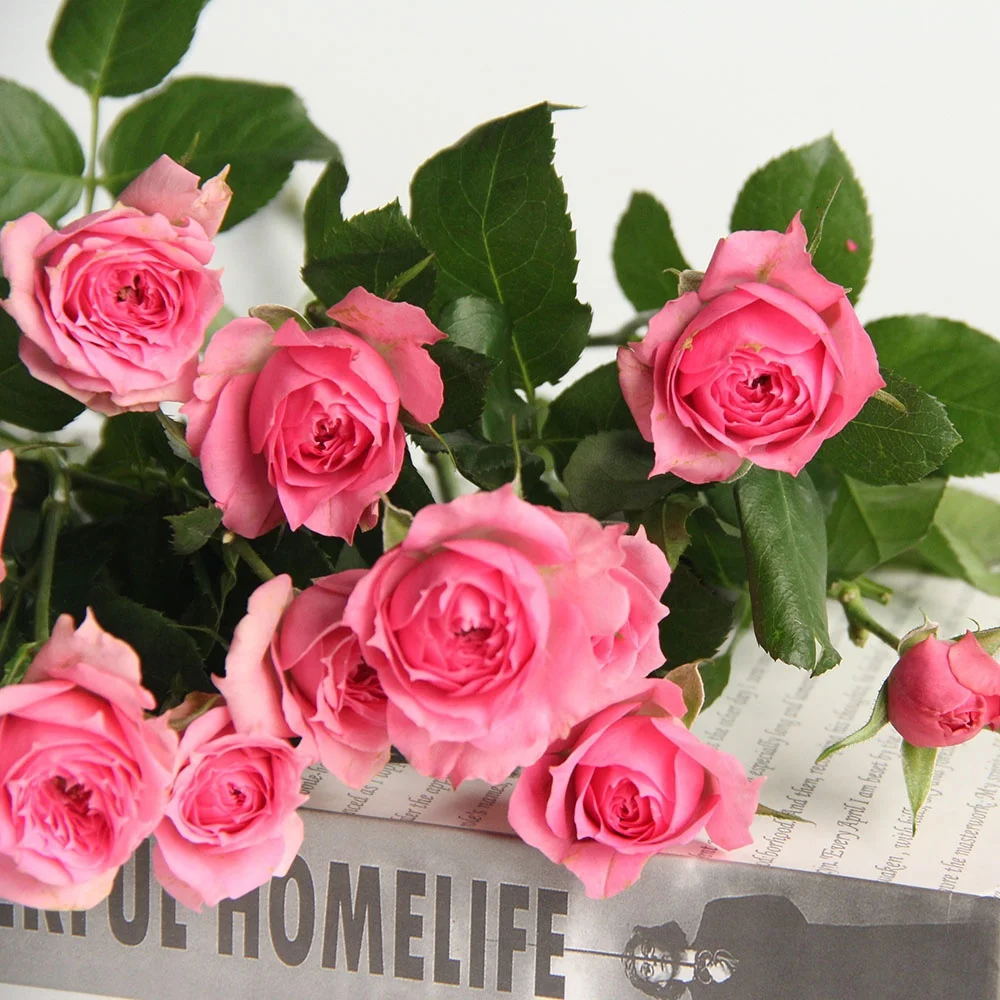 Fresh Cut Flowers Rose Wholesales FactorySupply Long Stem Fresh Roses For Valentines Flower Arrangement
