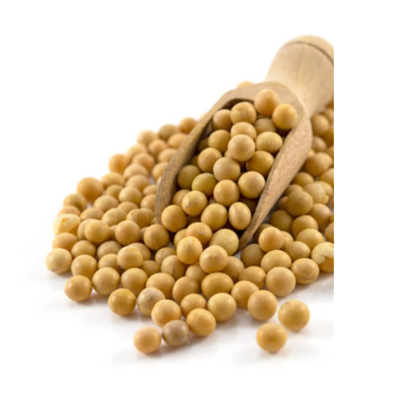 Non Gmo Soybeans / Soya Beans, Soy bean Seeds and Soya bean Seeds