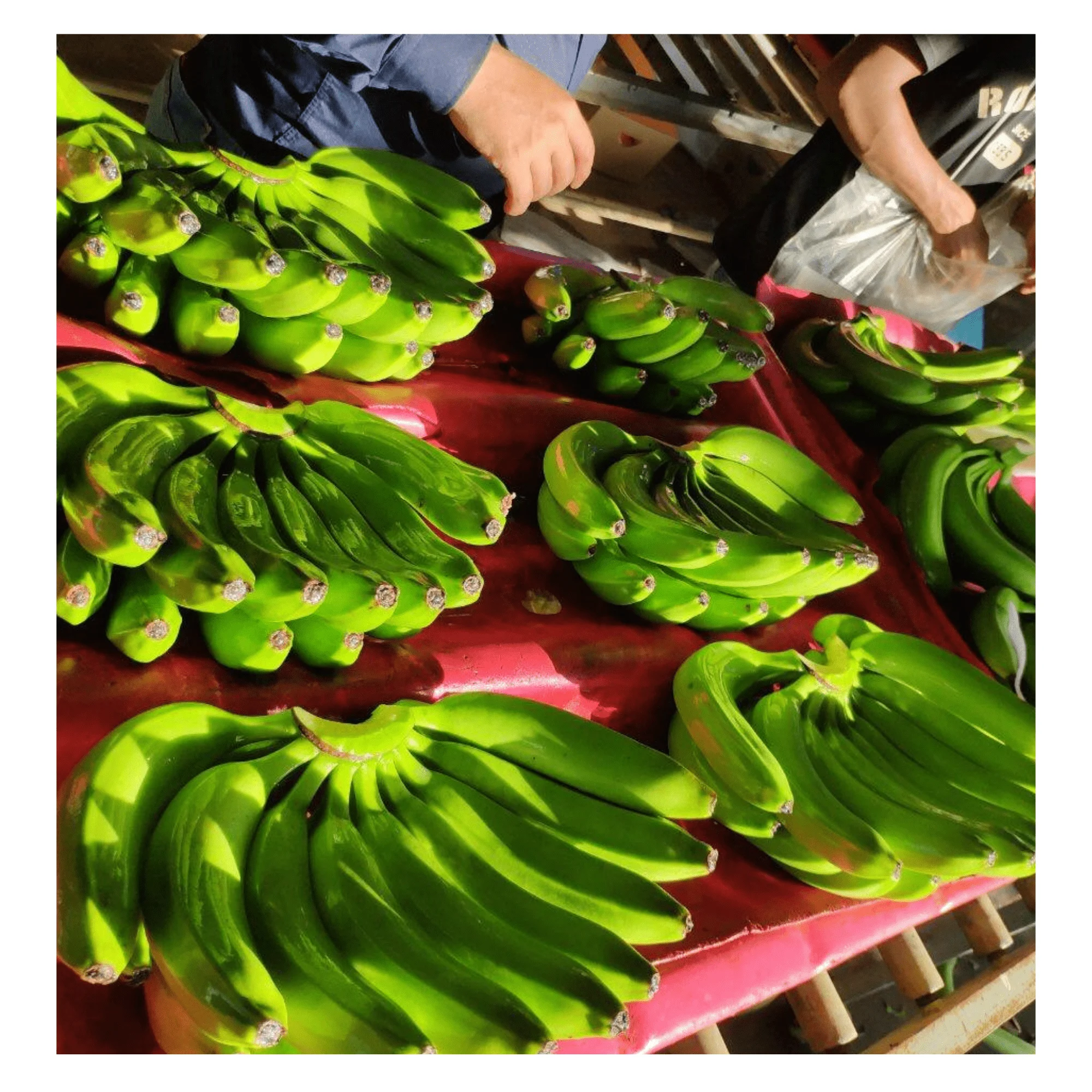 Tropical Banana Fresh Cavendish - Banana Type Fresh Fruit Cavendish Banana with high quality and good price