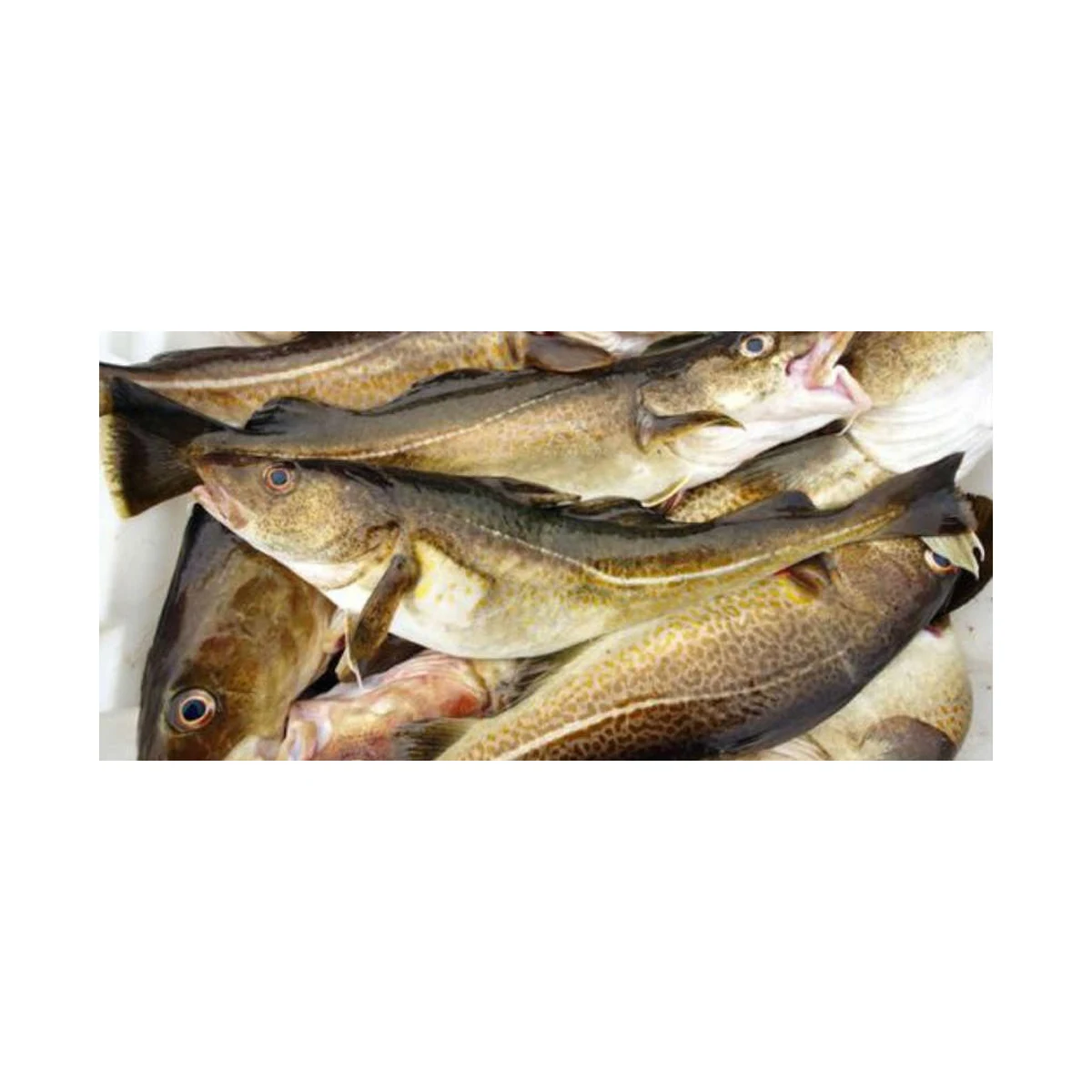 Cheap Price Bulk Stock Fresh Atlantic cod Fish / Fillets For Sale In Bulk With Fast Delivery