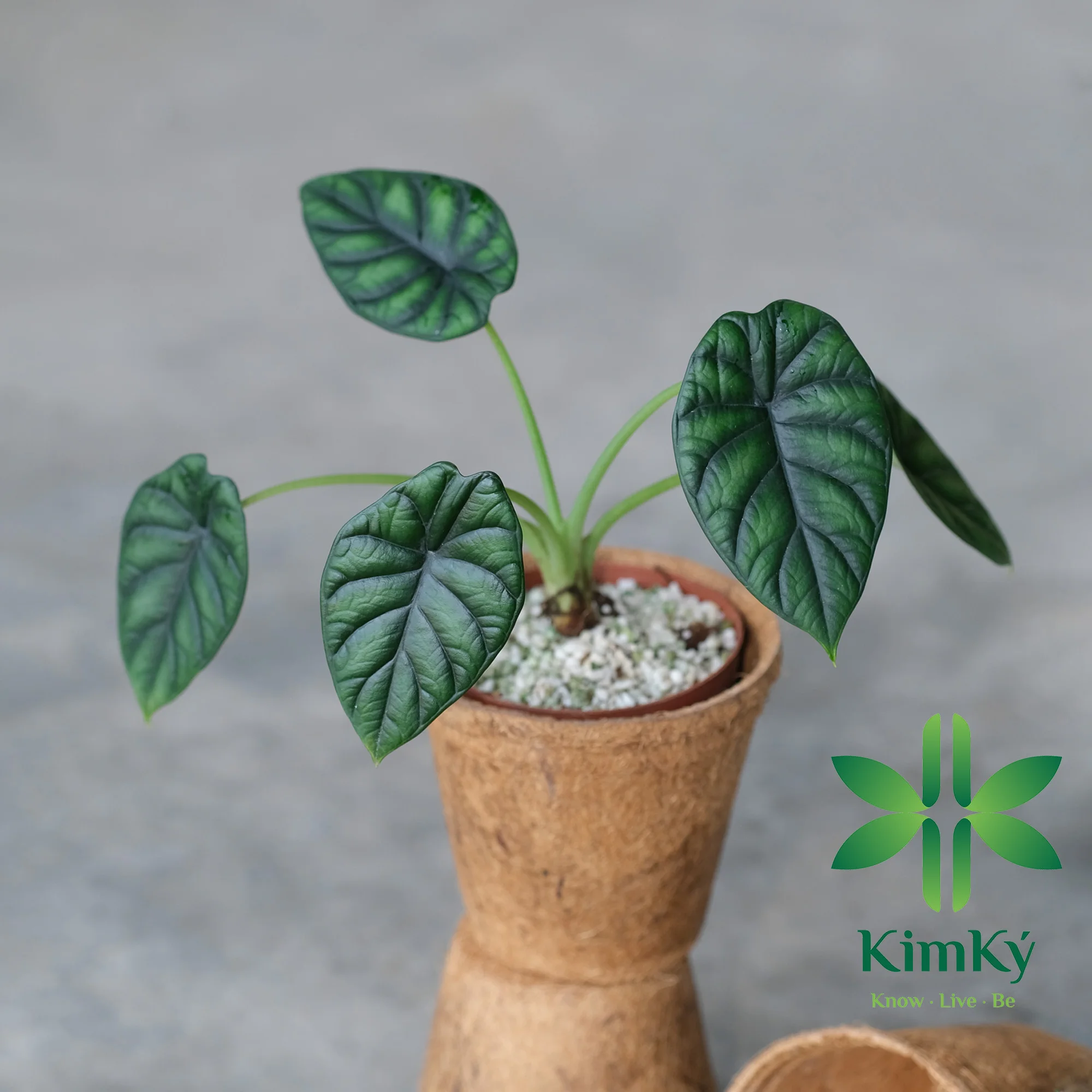 NATURAL MATERIALS NECESSARY FOR PLANT NURSERY ITEM COCONUT FIBER POT FOR GARDEN FLOWERS GROWING PLANT HIGH 11.5cm x WIDE 12cm